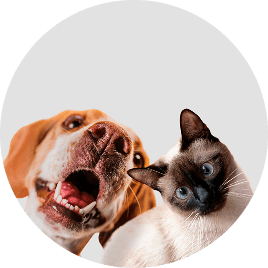 Better For Your Pets