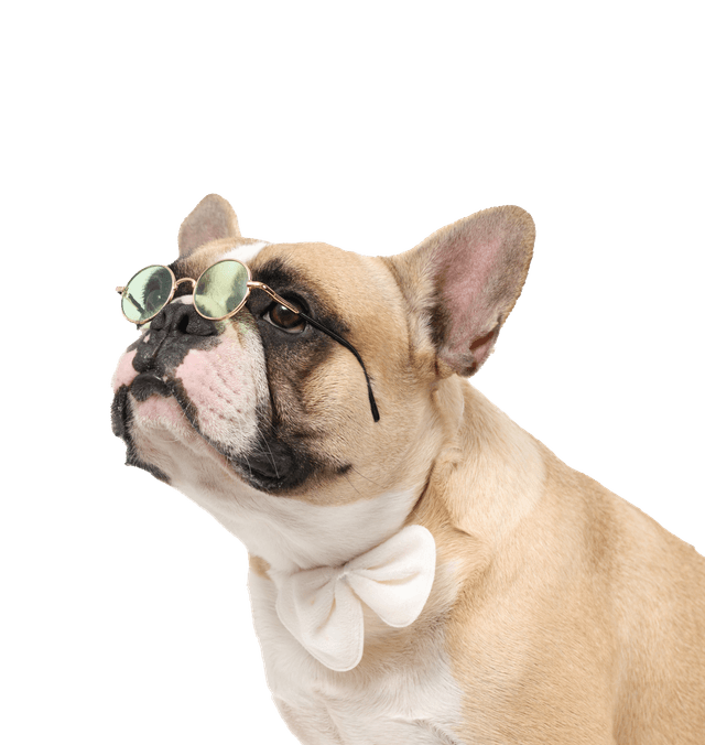 Dog wearing glasses